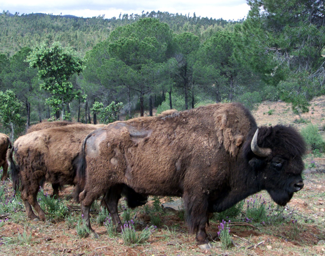 Descubren los orígenes del bisonte europeo a través de ADN y arte rupestre