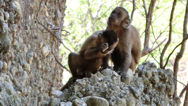 Los monos son más hábiles de lo que se pensaba