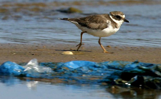 Más de 13 mil aves marinas mueren por influenza aviar en Perú