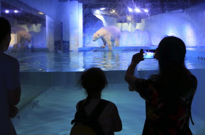 Trasladan al oso polar más triste del mundo al parque donde nació