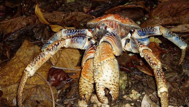 Ejemplar de Birgus latro juvenil fotografiado en las isla de Navidad - Jarich