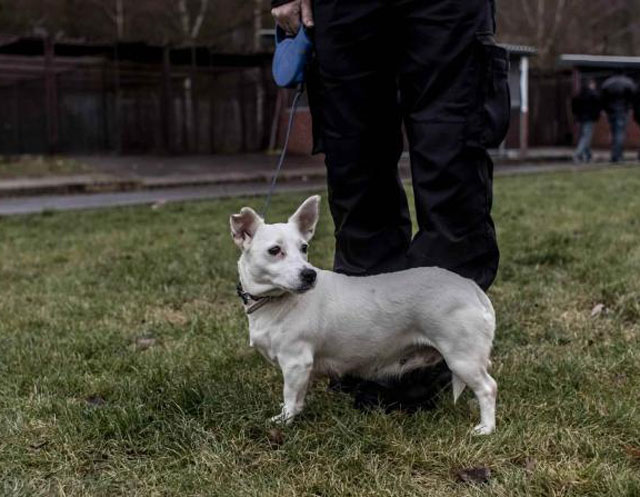 Los perros pueden detectar el coronavirus oliendo la saliva de un infectado