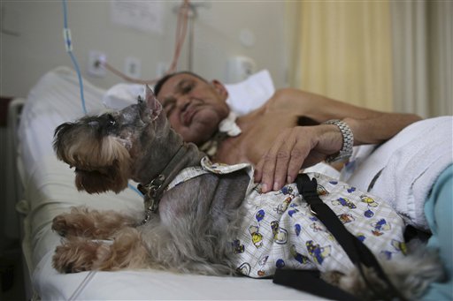 En imagen del 17 de noviembre de 2016, Nivaldo Lopes, un paciente geriátrico de 60 años, acaricia una perra Schnauzer llamada Paola en su cama en el Hospital de Apoyo de Brasilia, Brasil. Cada semana, los pacientes en el hospital reciben la visita de una raza especial de terapeutas: perros entrenados para ayudarlos a recuperarse de enfermedades o lesiones. (AP Foto/Eraldo Peres)