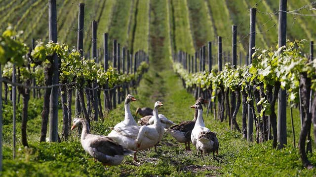 El Valle de Casablanca en Valparaíso, Chile: los viñedos orgánicos Emiliana crean sus galardonados vinos en un ambiente de cuento, con numerosas alpacas, caballos y gansos en sus campos.