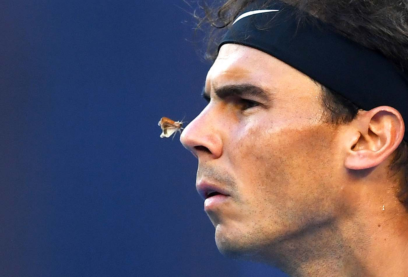 Una polilla ataca a Nadal en el Open de Australia (Fotos)