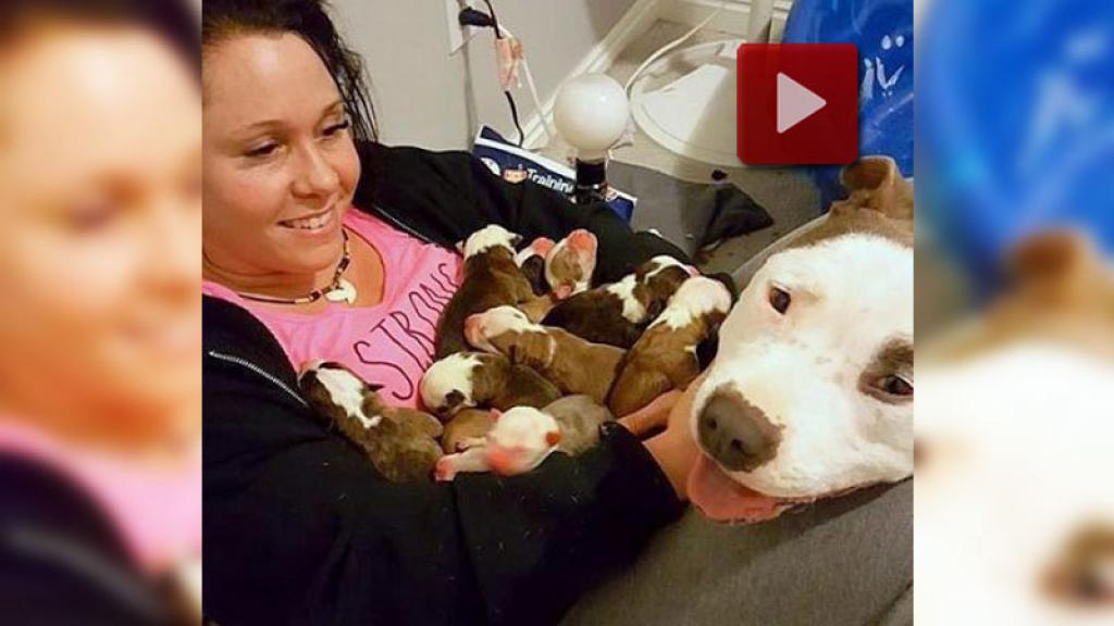 ¡Morirás de ternura! Mira lo que hace esta madre Pitbull tras dar a luz a sus cachorros