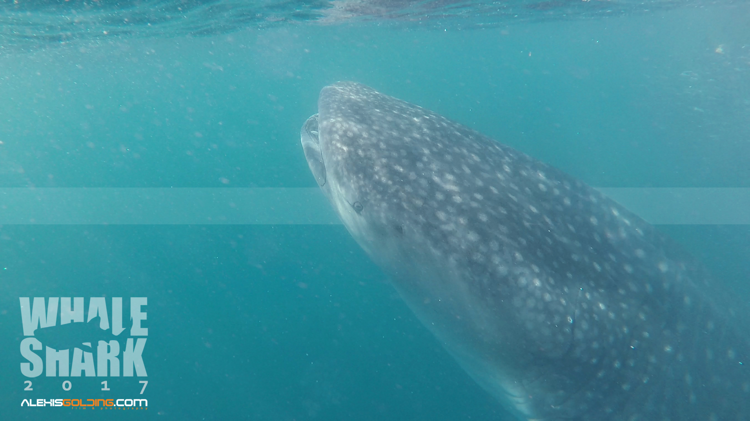 Avistamientos de Tiburón Ballena en el Litoral Central (Fotos)