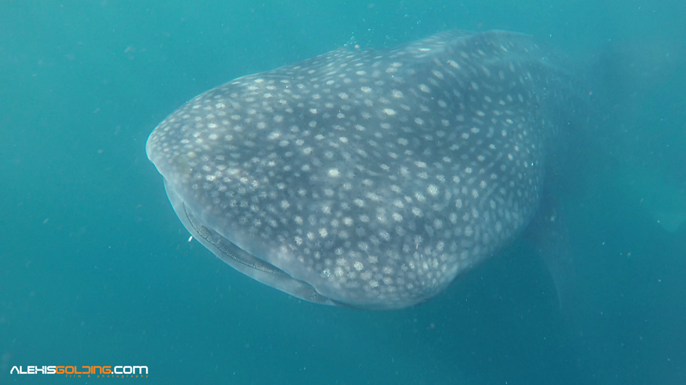 ¡WTF! Según un estudio, el tiburón ballena tiene ojos en los dientes (FOTOS)