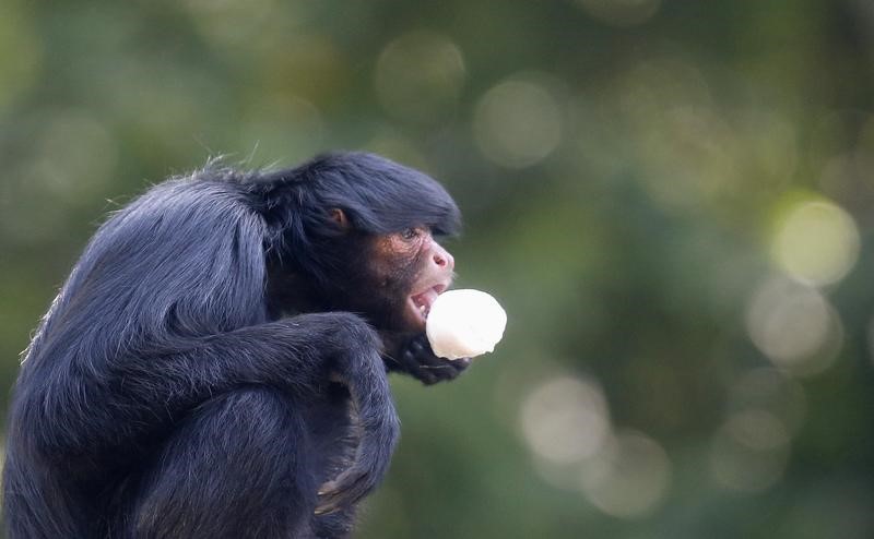 Fiebre amarilla causa la muerte de 600 monos en selva brasileña