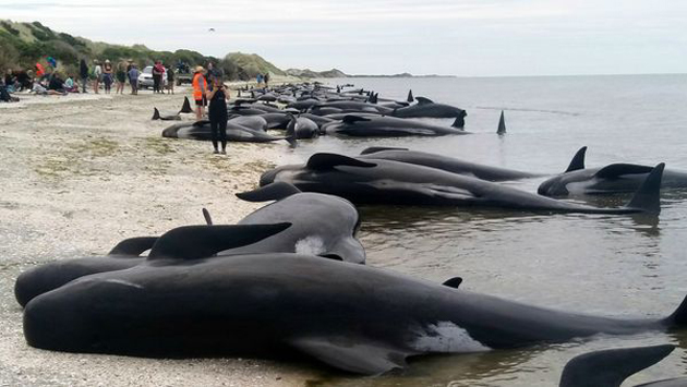 ballenas-nueva-zelanda-63022