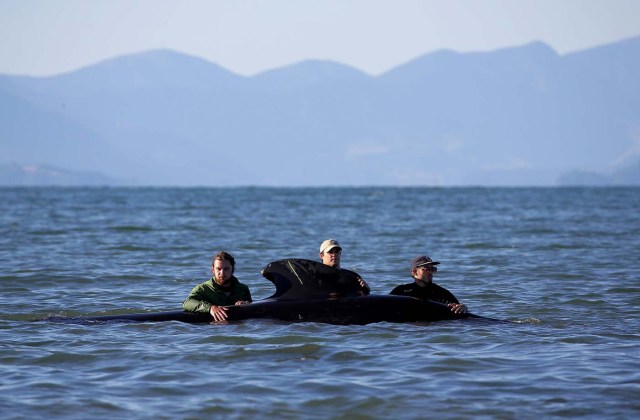 Volunteers try to guide some of the stranded pilot whales still alive back out to sea after one of the country's largest recorded mass whale strandings, in Golden Bay, at the top of New Zealand's South Island, February 11, 2017. REUTERS/Anthony Phelps