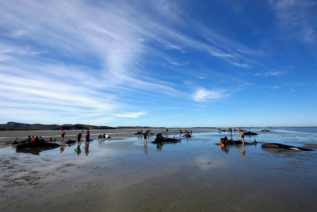 Volunteers try to assist some more stranded pilot whales that came to shore in the afternoon after one of the country's largest recorded mass whale strandings, in Golden Bay, at the top of New Zealand's South Island, February 11, 2017. REUTERS/Anthony Phelps