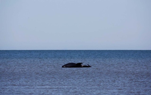 A stranded pilot whale that came to shore in the afternoon can be seen after one of the country's largest recorded mass whale strandings, in Golden Bay, at the top of New Zealand's South Island, February 11, 2017. REUTERS/Anthony Phelps