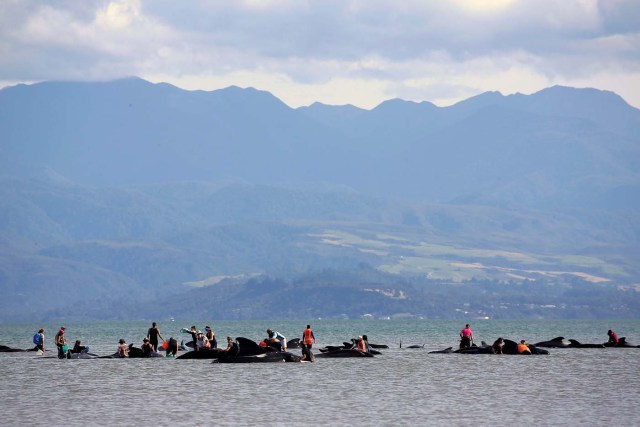 Volunteers try to assist some more stranded pilot whales that came to shore in the afternoon after one of the country's largest recorded mass whale strandings, in Golden Bay, at the top of New Zealand's South Island, February 11, 2017. REUTERS/Anthony Phelps