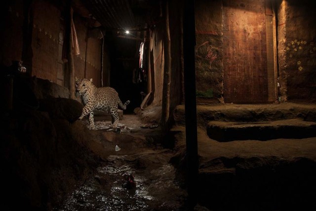 Categoría 'Naturaleza', segundo premio. Un leopardo salvaje en el Parque Nacional Sanjay Gandhi, una zona protegida en la parte norte de la ciudad en Bombay, India.