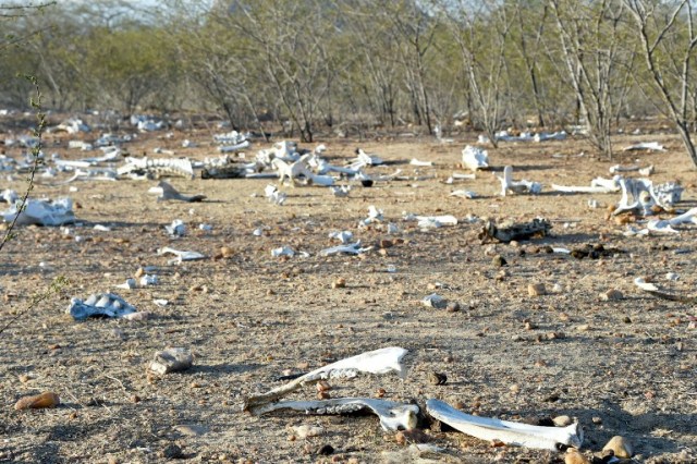 The remains of dozens of cows and donkeys are seen in the rural area of Quixeramobim, in Ceara State, on February 8, 2017, during the worst drought in a century in the Brazilian Northeast.  / AFP PHOTO / EVARISTO SA / TO GO WITH AFP STORY BY CAROLA SOLE