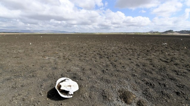 The shell of a Geoffroy?s toadhead turtle (Phrynops geoffroanus) is seen at the dry Cedro reservoir in Quixada, Ceara State, on February 8, 2017. The situation of Brazil's oldest reservoir sumps up the devastiting effects -human and environmental- of the worst drought of the century in the northeast of the country. / AFP PHOTO / EVARISTO SA / TO GO WITH AFP STORY BY CAROLA SOLE