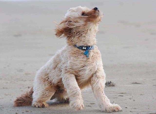 Cuchura a millón… Perros con sus pelos al viento