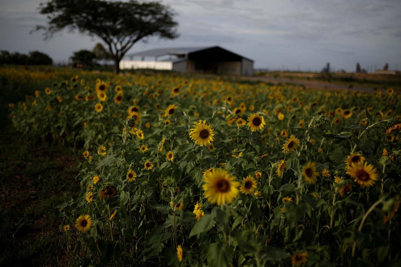 Sidor siembra girasoles mientras la producción de acero se desploma (fotos)