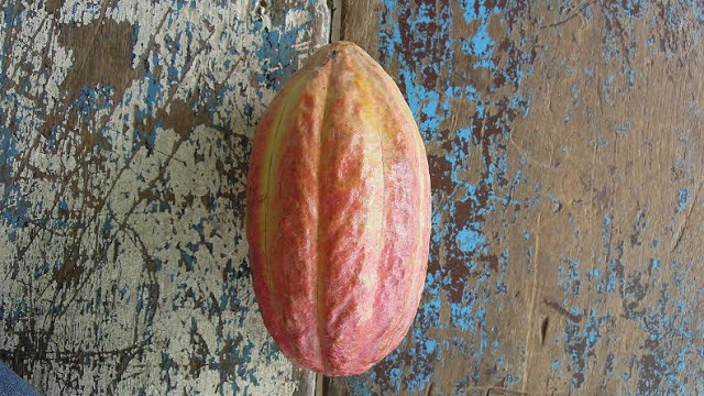 Cacao