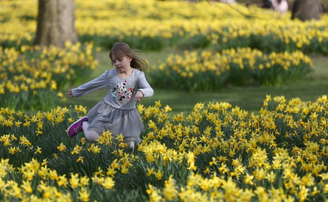 A girl plays amongst daffodils in St James Park in London, Britain March 11, 2017. REUTERS/Neil Hall