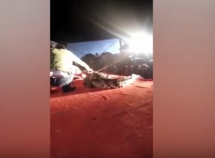 ¡Escalofriante¡  Momento en que un domador es atacado por un cocodrilo (video)