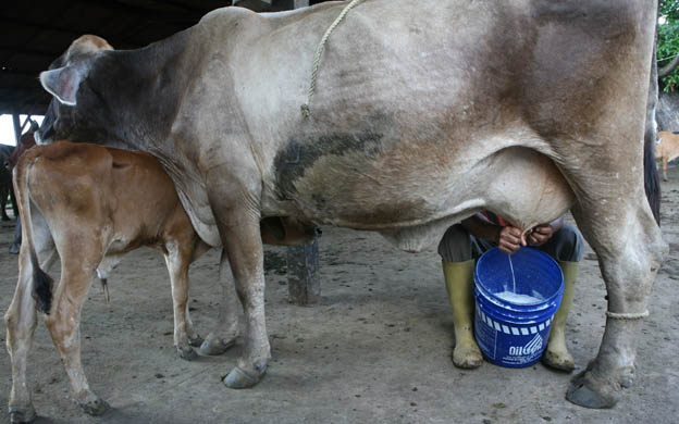 Ganaderos aseguran que consumo de carne y leche ha disminuido