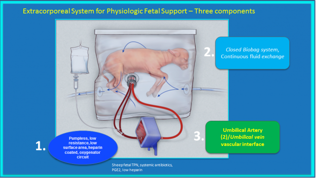 Un útero artificial mantiene con vida a fetos de animales prematuros