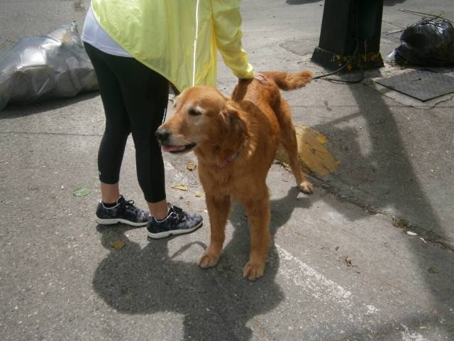 Hasta las mascotas trancaron este lunes en Caracas. Foto: @Daylijournal / lapatilla.1eye.us