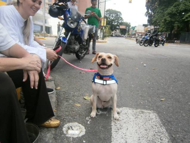 Hasta las mascotas trancaron este lunes en Caracas. Foto: @Daylijournal / lapatilla.1eye.us