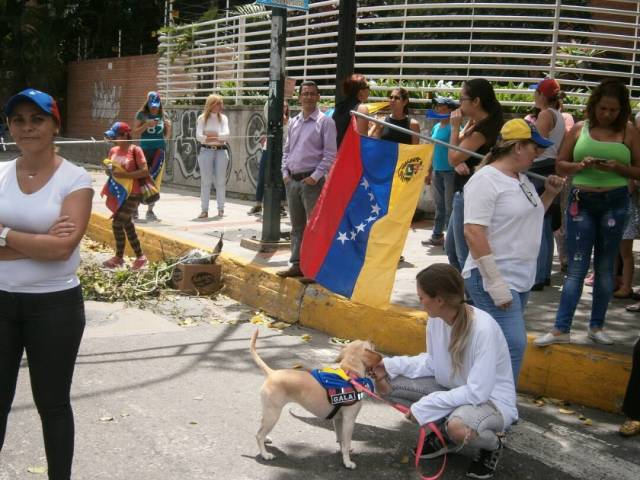 Hasta las mascotas trancaron este lunes en Caracas. Foto: @Daylijournal / lapatilla.1eye.us