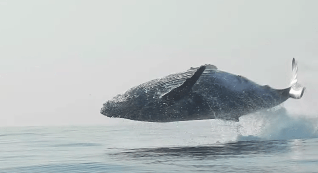 Foto: Ballena "voladora" sorprendió en Sudáfrica 