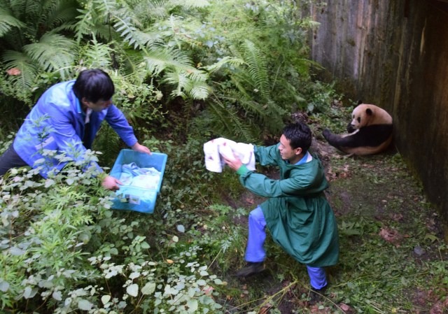 This photo taken on July 31, 2017 shows keepers carrying a panda cub after retrieving it from its mother Cao Cao in Wolong in China's southwestern Sichuan province. China has welcomed the world's first giant panda cub to be born to a mixed pair of captive and wild parents, the official Xinhua news agency said. Palm-sized and pink, covered in a downy layer of white fuzz from its tiny claws to its strangely long tail, the baby was born early morning on July 31 to 15-year-old mom Cao Cao at the Hetaoping semi-wild training base in the southwestern province of Sichuan. / AFP PHOTO / STR / China OUT