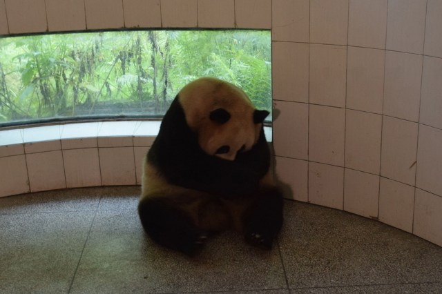 This photo taken on July 31, 2017 shows panda Cao Cao taking care of its newborn panda cub in Wolong in China's southwestern Sichuan province. China has welcomed the world's first giant panda cub to be born to a mixed pair of captive and wild parents, the official Xinhua news agency said. Palm-sized and pink, covered in a downy layer of white fuzz from its tiny claws to its strangely long tail, the baby was born early morning on July 31 to 15-year-old mom Cao Cao at the Hetaoping semi-wild training base in the southwestern province of Sichuan. / AFP PHOTO / STR / China OUT