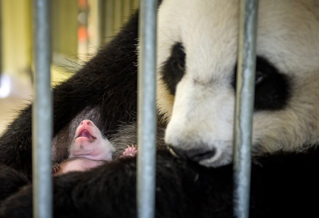 El primer bebé panda nacido en Francia / AFP PHOTO / GUILLAUME SOUVANT