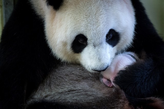 El primer bebé panda nacido en Francia / AFP PHOTO / GUILLAUME SOUVANT