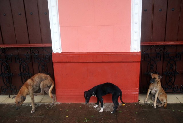 HAB01. REMEDIOS (CUBA), 09/09/17.- Varios perros se refugian en las calles de la ciudad de Remedios, en el centro de Cuba, durante el paso del huracán Irma hoy, sábado 09 de septiembre. El centro de Cuba amaneció con los estragos causados por los vientos huracanados, de entre 160 y 190 kilómetros por hora, con los Irma azotó la corta norte durante la noche, informan medios oficiales de la isla. EFE/Alejandro Ernesto