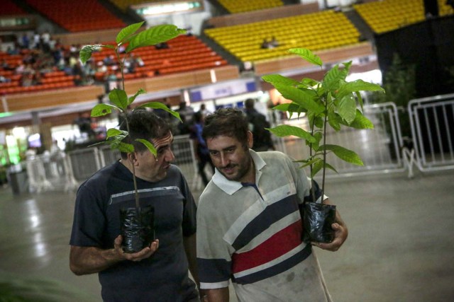 ACOMPAÑA CRÓNICA: VENEZUELA GASTRONOMÍA. CAR02. CARACAS (VENEZUELA), 29/09/2017.- Fotografía fechada el 28 de septiembre de 2017 que muestra a dos personas que cargan árboles de cacao durante una exhibición de productos derivados del cacao en Caracas (Venezuela). La industria del chocolate en Venezuela organiza su V Expoferia Internacional para "darle impulso" exportador a sus productos, en medio de la rampante crisis económica que atraviesa el país petrolero, y con la mira puesta en otro récord Guinness que promocione el llamado "mejor cacao del mundo". EFE/Cristian Hernández