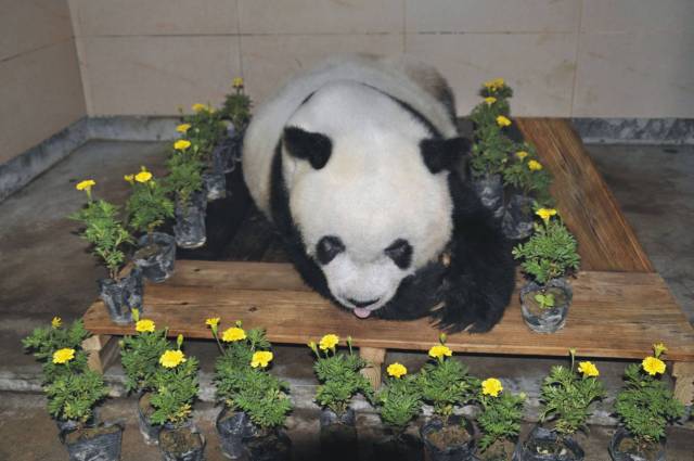 El cuerpo de 'Basi', rodeado de flores tras su muerte en Fuzhou, en la provincia china de Fujian. AFP