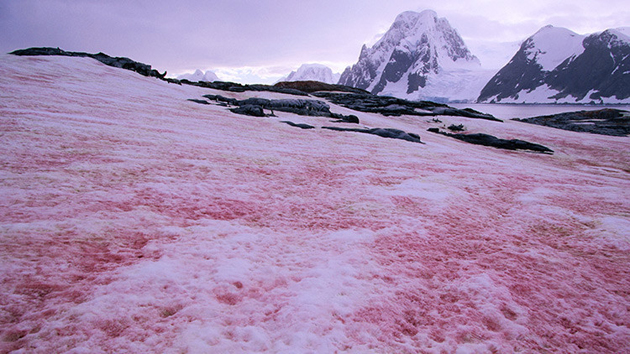 ¡Ay Chamo!… La “nieve sangrienta” empieza a teñir varias partes del mundo (+fotos)