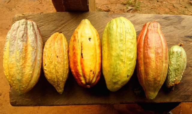 DENOMINACIÓN DE ORIGEN, CLAVE EN LA INDUSTRIA DEL CACAO.