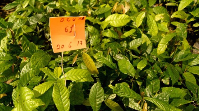 CUANDO EL ORIGEN IMPORTA, CADA PASO DEL CULTIVO ES CUIDADOSAMENTE TRATADO.