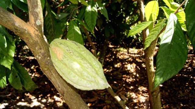 SEGÚN LA ICCO, 100% DEL CACAO DE VENEZUELA ES FINO DE AROMA.