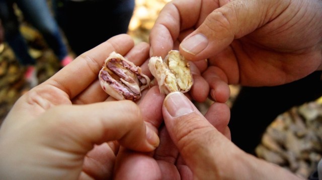 LA VARIEDAD GENÉTICA DEL CACAO VENEZOLANO ES MUY COMPLEJA, ALGO QUE FASCINA A LOS INVESTIGADORES