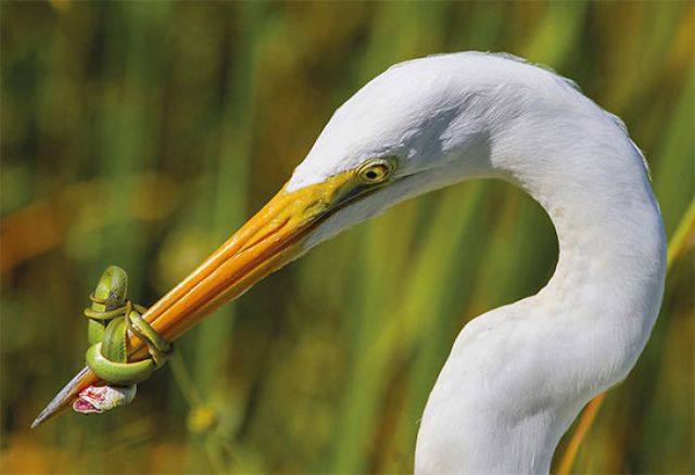 Foto: Planeta Curioso 