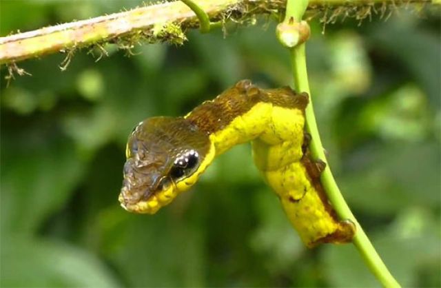 Foto: Planeta Curioso 