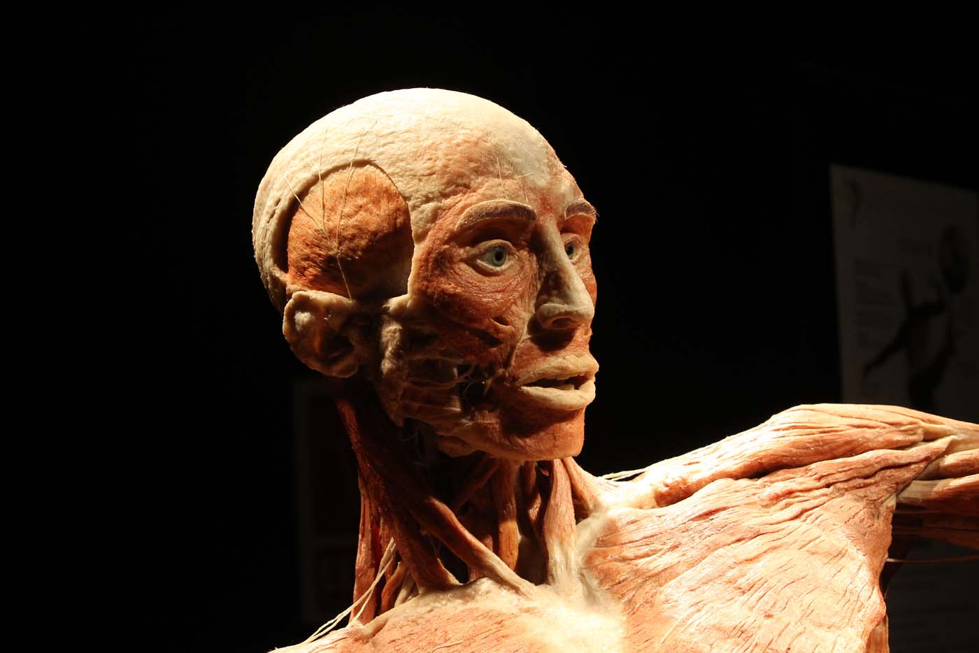 La exposición de cadáveres del Doctor muerte llega a Suramérica (fotos)