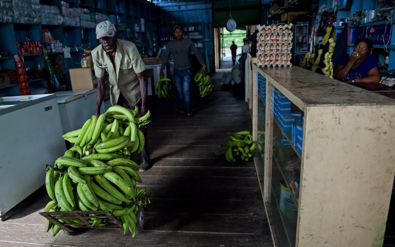 Expertos de todo el mundo buscan enfrentar peligroso hongo en plátano de América