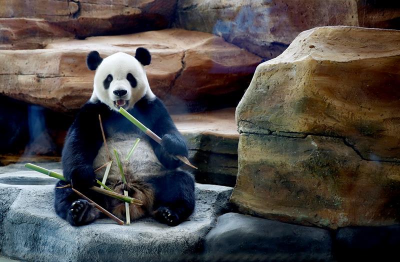 Indonesia presenta a la prensa a la pareja de osos pandas Hun Chun y Cai Tao