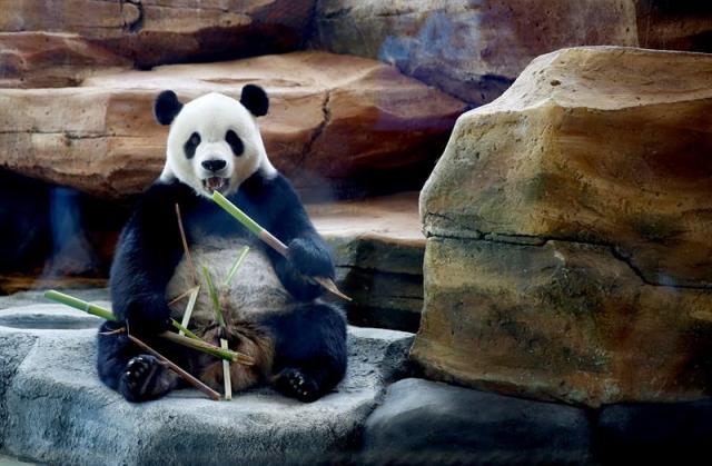  El panda gigante Cai Tao come durante un evento para la prensa en el Safari Zoo en Bogor, Indonesia, hoy, 1 de noviembre de 2017. Cai Tao y Hu Chun, llegaron a Indonesia procedentes de Chengdu (China) el pasado septiembre y fueron puestos en cuarentena durante un mes antes de ser expuestos al público en el Safari Zoo. EFE/ADI WEDA